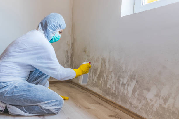 Licensed Basement Mold Remediation service in Bayonne, NJ - 24 Hour Mold Removal