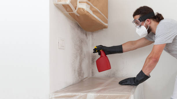Professional Basement Mold Remediation technician working in Bayonne, NJ