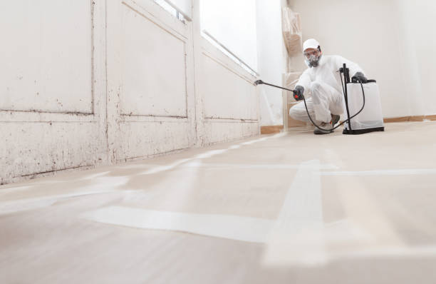 24/7 Emergency Basement Mold Remediation experts in Bayonne, NJ