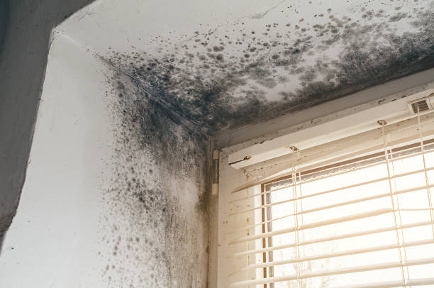 Affordable Basement Mold Remediation solutions in Bayonne, NJ