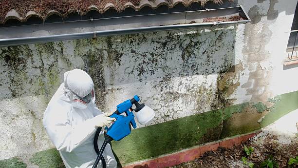 Top rated local Basement Mold Remediation specialists in Bayonne, NJ